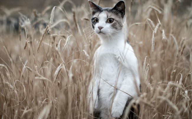 Обои картинки фото кот-сурикат , животные, коты, кот, кот-сурикат, колосья, поле, стойка