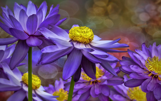 Обои картинки фото цветы, лилии водяные,  нимфеи,  кувшинки, водяная, лилия, коллаж, фотошоп