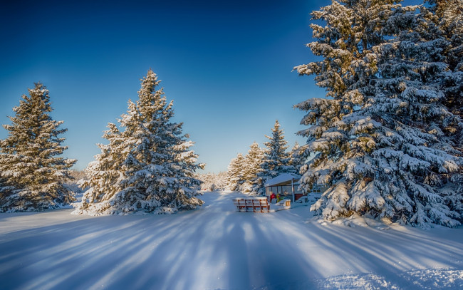 Обои картинки фото природа, зима, ели, деревья, снег
