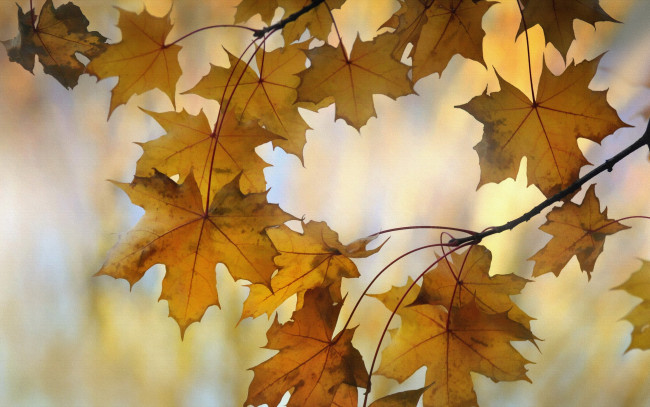 Обои картинки фото разное, компьютерный дизайн, фон, осень, природа, листья