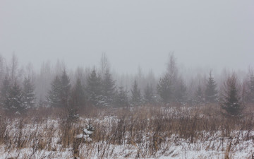 Картинка природа лес зимний туман в лесу зима снег поле