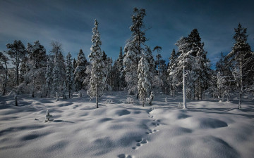 Картинка природа зима riutula lapland finland финляндия