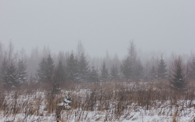 Обои картинки фото природа, лес, зимний, туман, в, лесу, зима, снег, поле