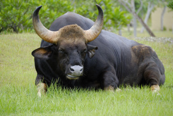 Картинка asian+gaur животные коровы +буйволы asian gaur мощь бык китопарнокопытные полорогие млекопитающее рога мышцы гигант