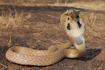 Картинка cobra животные змеи +питоны +кобры змея пресмыкающиеся чешуйчатые хордовые