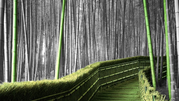 обоя природа, лес, бамбук, лестница