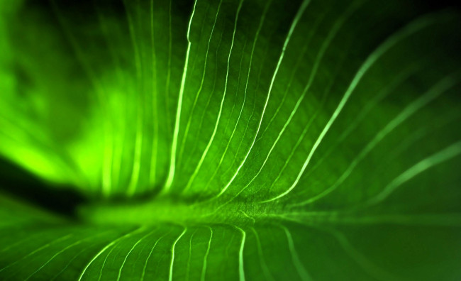 Обои картинки фото природа, листья, лист, зеленый