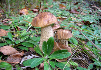 Картинка природа грибы двойня