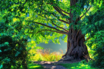 Картинка природа деревья лето дерево ствол листва зелень листья растения ветки солнце свет красиво