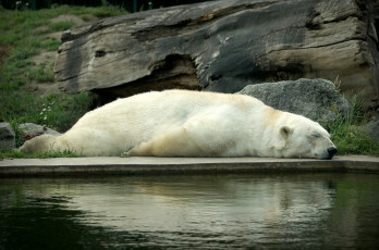 Картинка животные медведи отдых сон большой белый