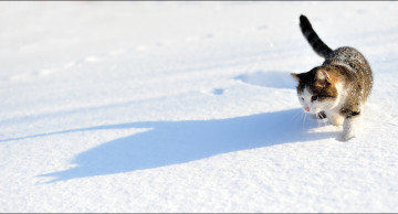 Картинка животные коты кот кошка зима снег тень