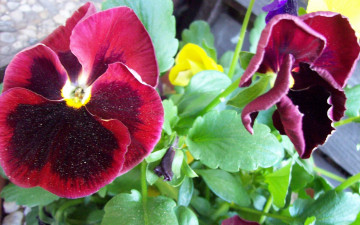 Картинка цветы анютины глазки садовые фиалки бархатные