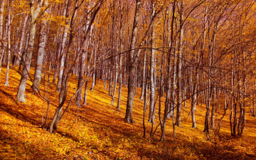Картинка природа лес осень листья