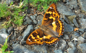 Картинка животные бабочки на камнях