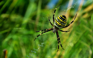Картинка животные пауки паутина брюшко