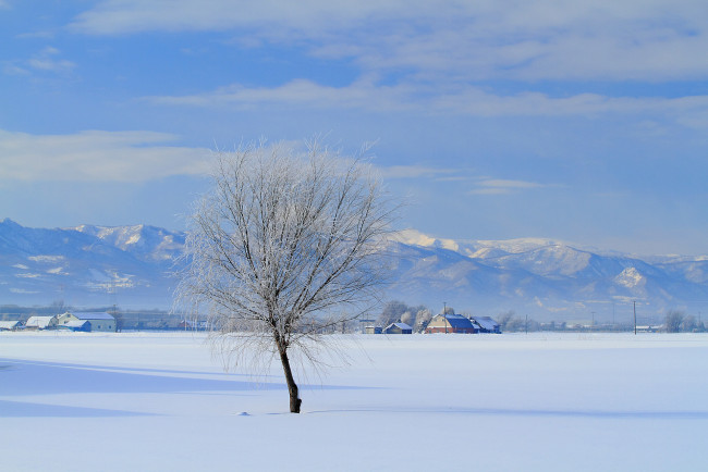 Обои картинки фото природа, зима, дерево, дома