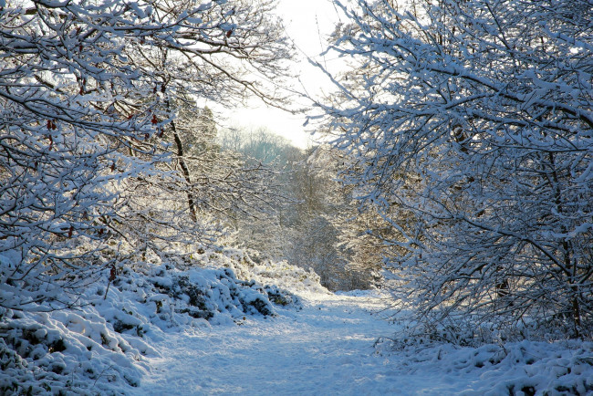 Обои картинки фото природа, зима, солнце, деревья, снег