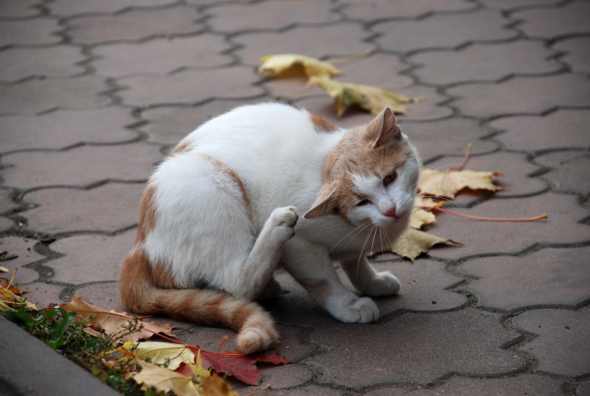 Обои картинки фото животные, коты, кошка, кот, листья
