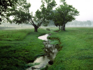 Картинка природа реки озера ручей деревья туман трава