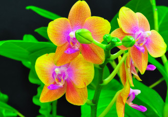 Картинка цветы орхидеи яркий экзотика