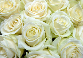 Картинка цветы розы белый много
