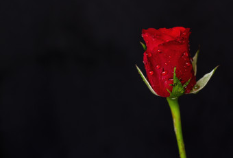 Картинка цветы розы бутон капли красный