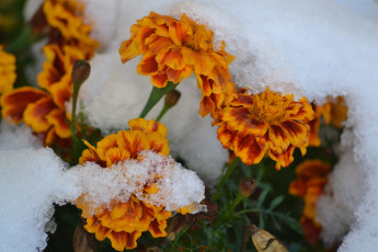 обоя цветы, бархатцы, снег