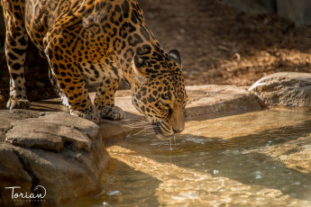 Картинка животные Ягуары водопой