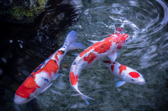 Картинка животные рыбы вода кои
