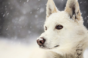 Картинка животные собаки winter dog view snow зима взгляд собака снег