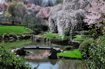 Картинка природа парк мостик деревья весна цветение водоем