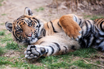 Картинка животные тигры тигренок лапы
