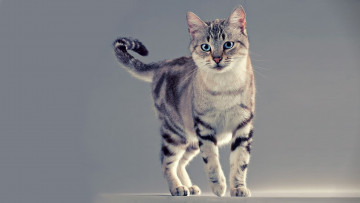 Картинка животные коты кот фон глаза голубые