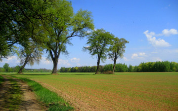 Картинка природа поля дорога деревья поле