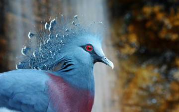 Картинка животные голуби птица природа голубь