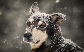 Картинка животные собаки собака зима взгляд
