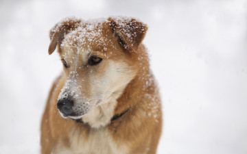 Картинка животные собаки собака зима взгляд