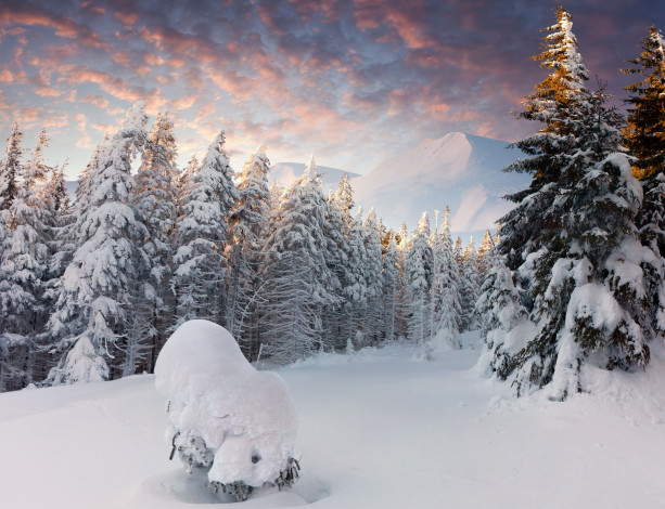 Обои картинки фото природа, зима, горы, ели, деревья, снег, лес