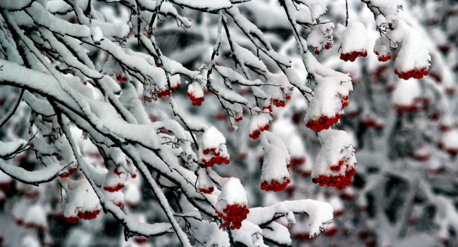 Обои картинки фото природа, Ягоды, рябина, снег, ветки
