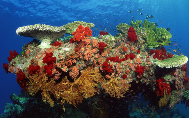 Обои картинки фото коралл, животные, морская, фауна, камень, риф, кораллы, море