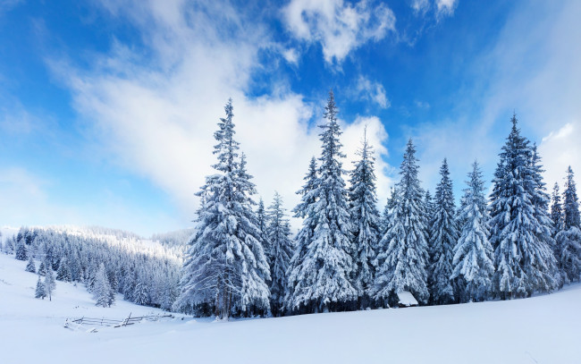 Обои картинки фото природа, зима, снег, лес, забор