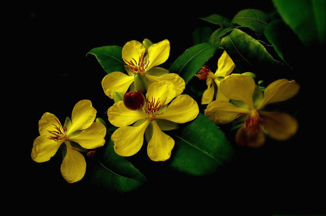 Обои картинки фото цветы, цветущие, деревья, кустарники, желтый