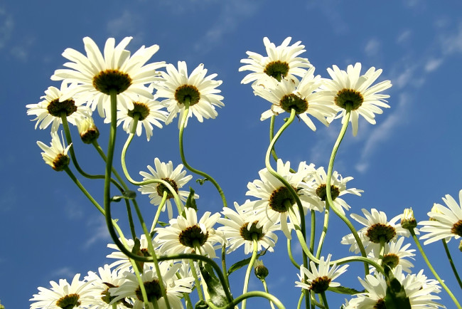 Обои картинки фото цветы, ромашки, белый, небо