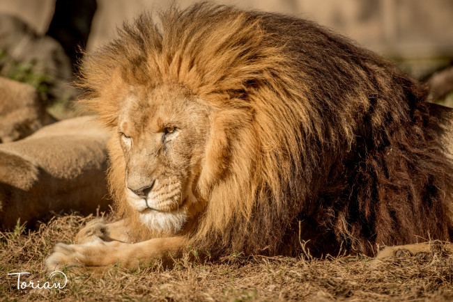 Обои картинки фото животные, львы, царь, грива, раздумья