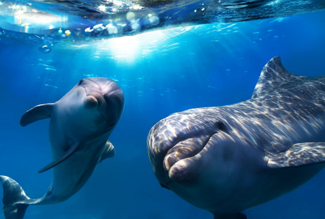 Обои картинки фото животные, дельфины, море, вода
