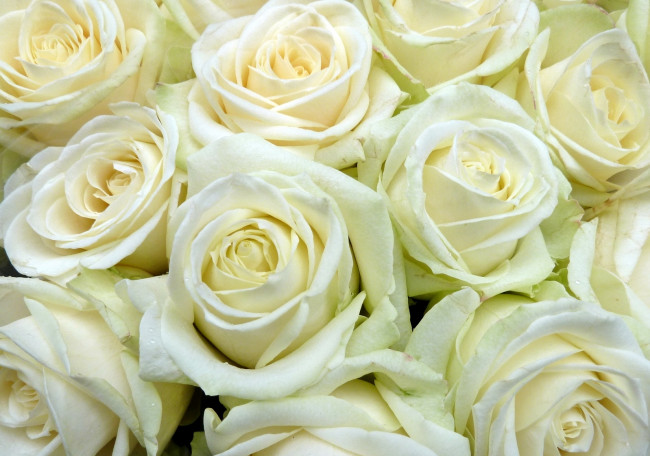 Обои картинки фото цветы, розы, белый, много