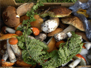 Картинка еда грибы +грибные+блюда корзина сбор ассорти