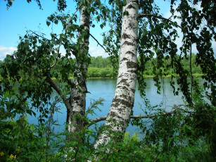 Картинка природа деревья берёзы стволы енисей
