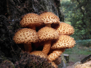 Картинка природа грибы опята дерево мох