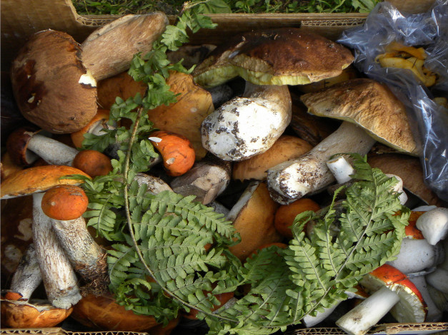 Обои картинки фото еда, грибы,  грибные блюда, корзина, сбор, ассорти